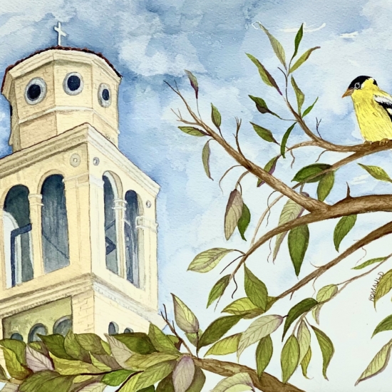 American Goldfinch at FUMC_Smith, R.